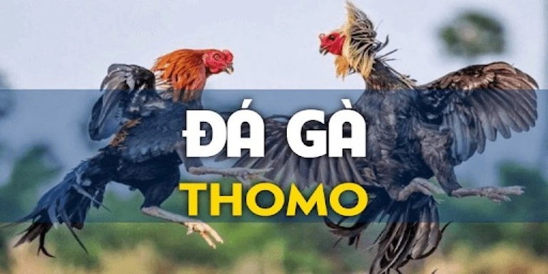 Chọi gà Thomo Fb88